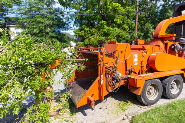 Tree Health Inspection in Woodcrest, CA